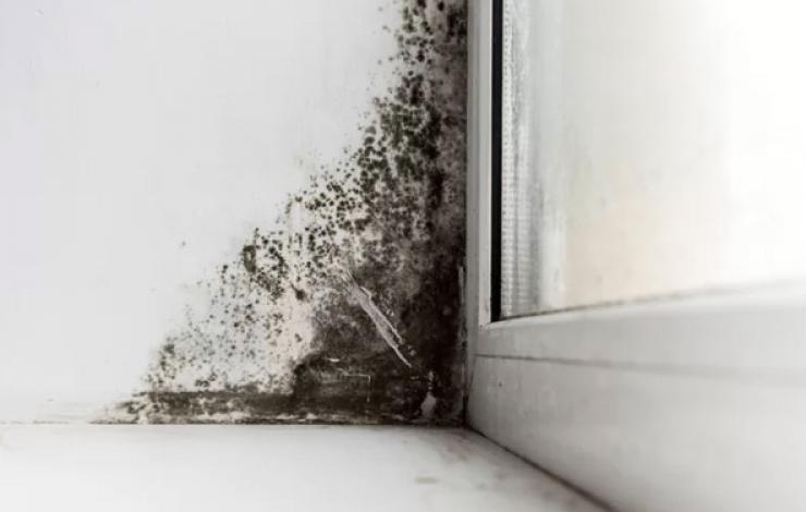 Mould in Buildings: What is it and how can it be Prevented?