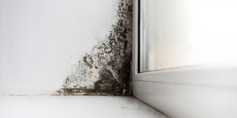 Mould in Buildings: What is it and how can it be Prevented?